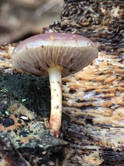 Pholiota polychroa