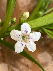 Myoporum
