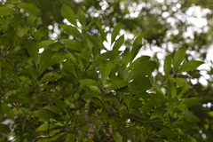 Elaeocarpus obovatus