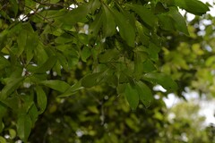 Elaeocarpus obovatus