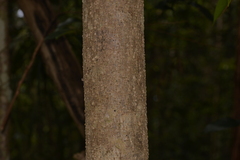 Elaeocarpus obovatus