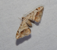 Chiasmia nubilata