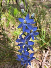 Thelymitra aristata