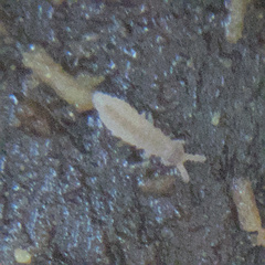 Onychiurinae