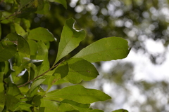 Elaeocarpus obovatus