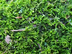Claopodium crispifolium