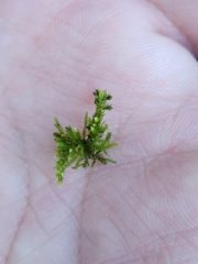 Claopodium crispifolium