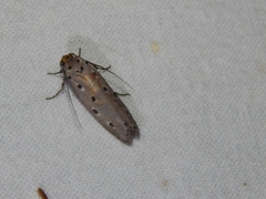 Ethmia circumdatella