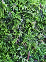 Claopodium crispifolium