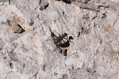 Cicindela ocellata