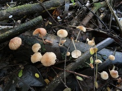 Favolaschia manipularis