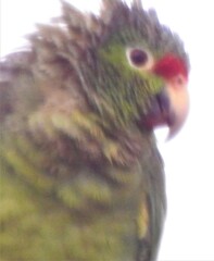 Amazona autumnalis