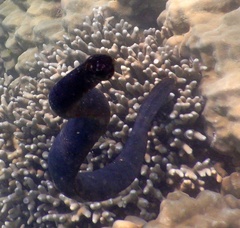 Emydocephalus annulatus