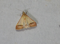 Pseudonoorda rubricostalis