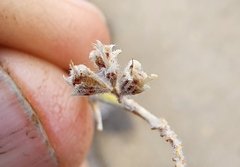 Psorothamnus polydenius