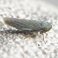 Graminella nigrifrons