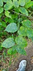 Celtis tenuifolia