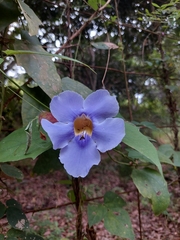 Thunbergia grandiflora