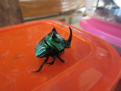 Oxysternon conspicillatum