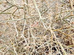 Psorothamnus polydenius