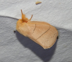 Philotherma rosa