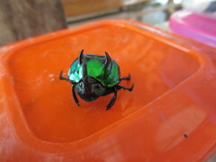 Oxysternon conspicillatum