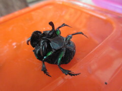 Oxysternon conspicillatum