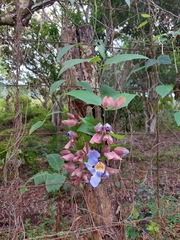 Thunbergia grandiflora