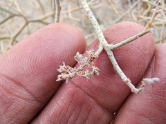 Psorothamnus polydenius