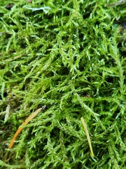 Calliergonella cuspidata