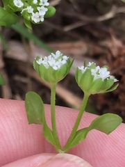 Valerianella
