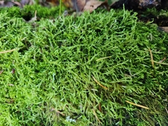 Calliergonella cuspidata