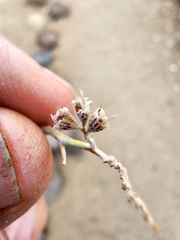 Psorothamnus polydenius