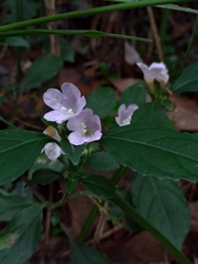 Strobilanthes tetrasperma