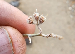 Psorothamnus polydenius