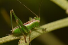Conocephalomima barameda