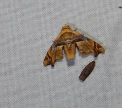 Eutelia callichroma