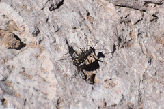 Cicindela ocellata