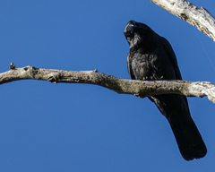 Corvus mellori