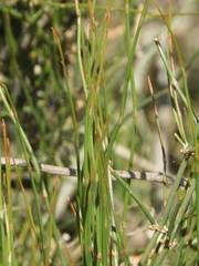Ephedra triandra