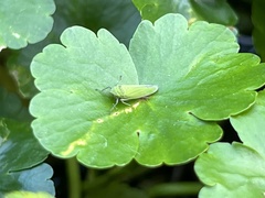 Draeculacephala inscripta