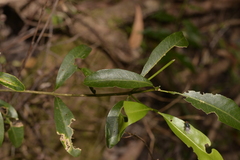 Cinnamomum oliveri