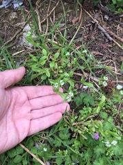Valerianella
