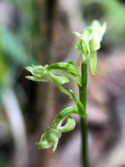 Platanthera obtusata