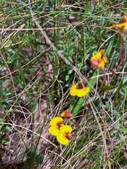 Bossiaea prostrata