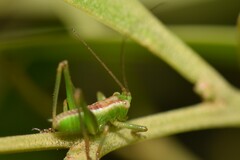 Conocephalomima barameda