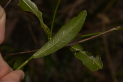 Cinnamomum oliveri