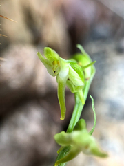 Platanthera obtusata