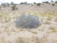 Psorothamnus scoparius