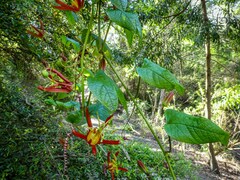 Passiflora cinnabarina